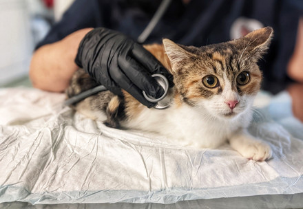 Cat at the vets