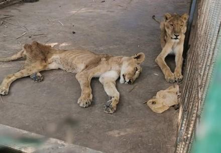 starving lions
