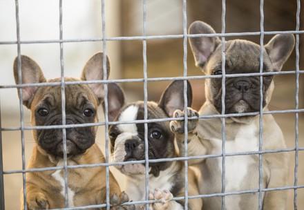 Illegal puppy trade Puppies