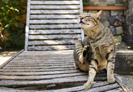 Happy cat