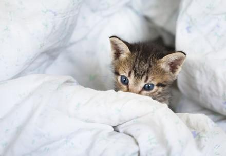 Kitten Hazel