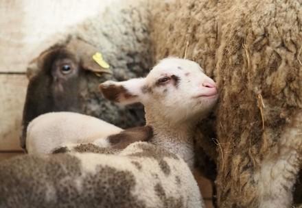 Q&As on mulesing Sheep in Romania