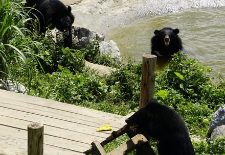 Bears at BEAR SANCTUARY Ninh Binh