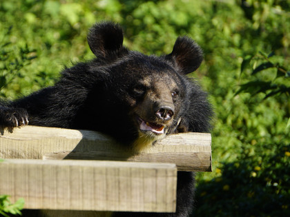 Rescued bear in Vietnam