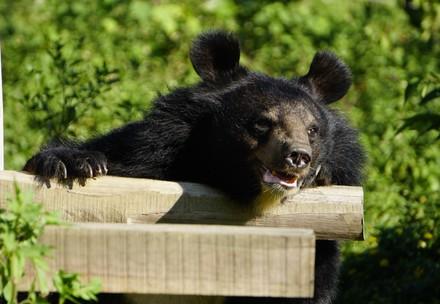 Rescued bear in BEAR SANCTUARY Ninh Binh
