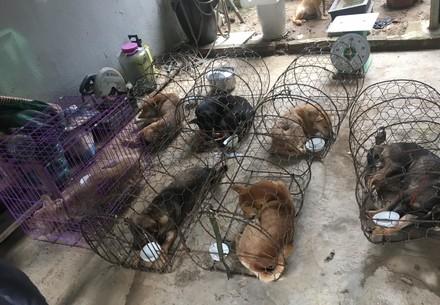 Dogs in cages