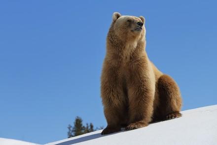 Bear