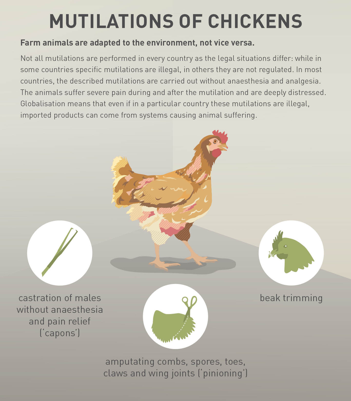 Mutilations of chickens Mutilations of chickens