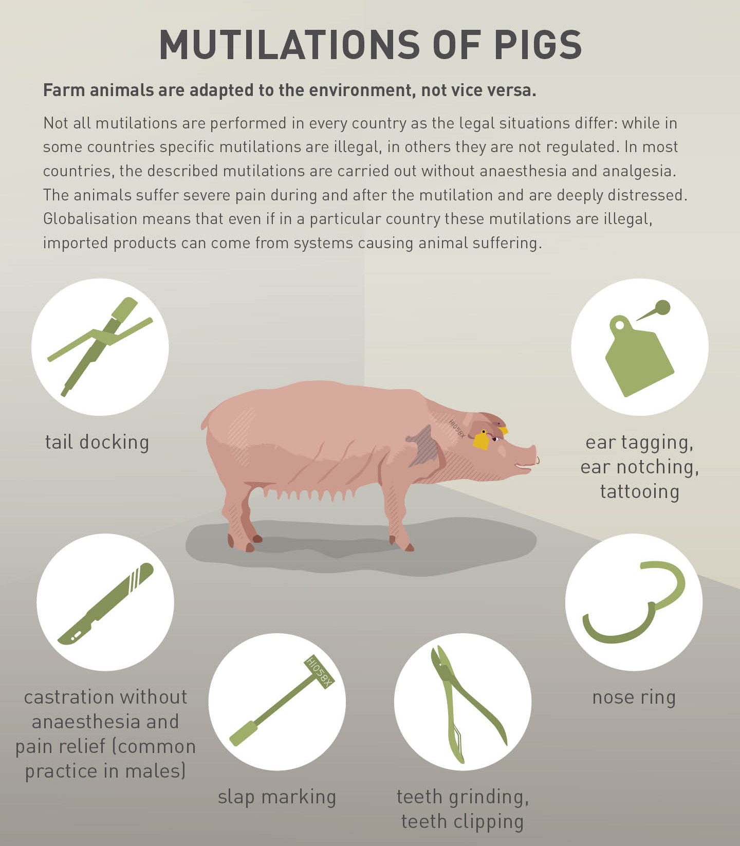 Mutilations of pigs Mutilations of pigs