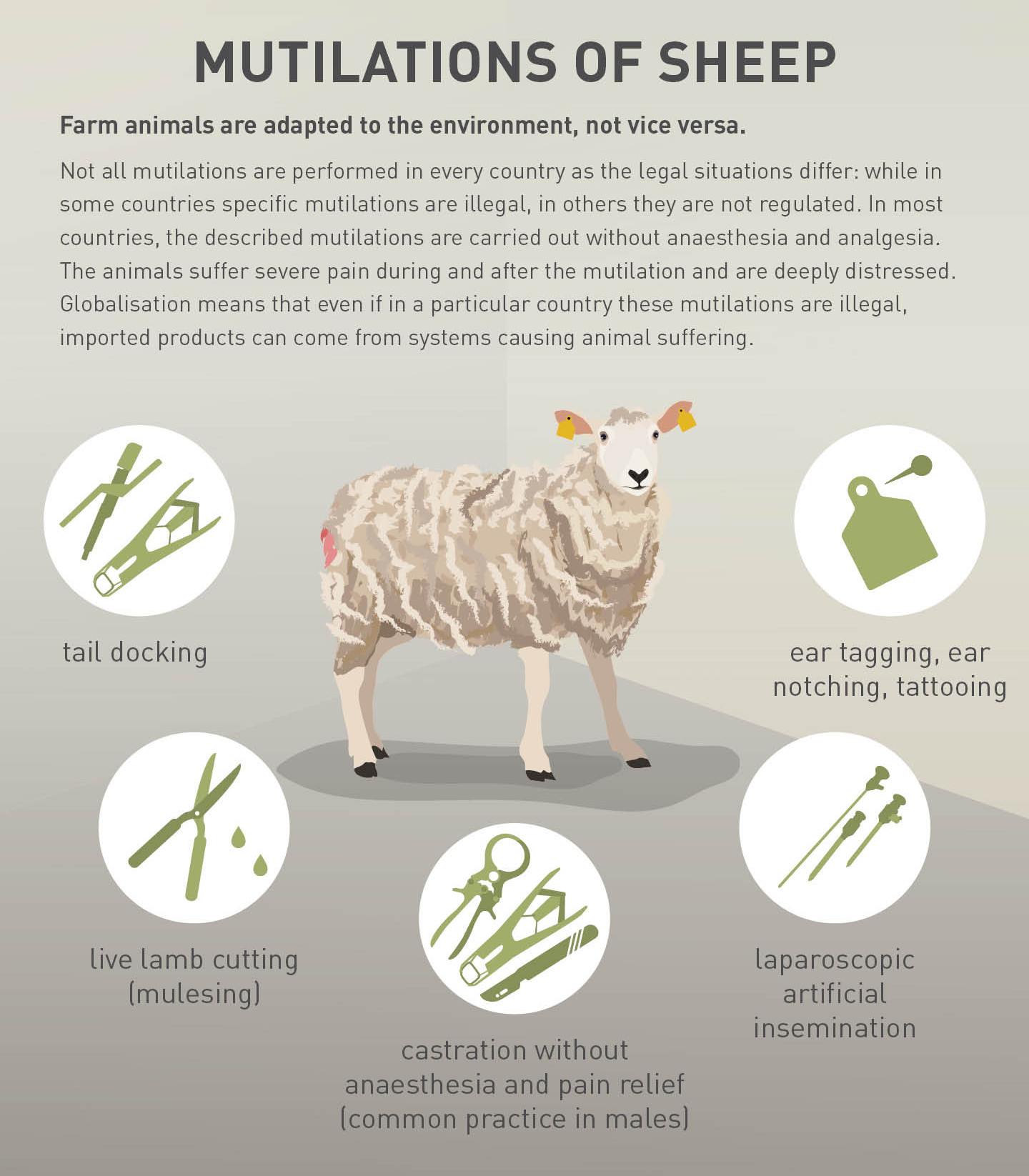 Mutilations of sheep