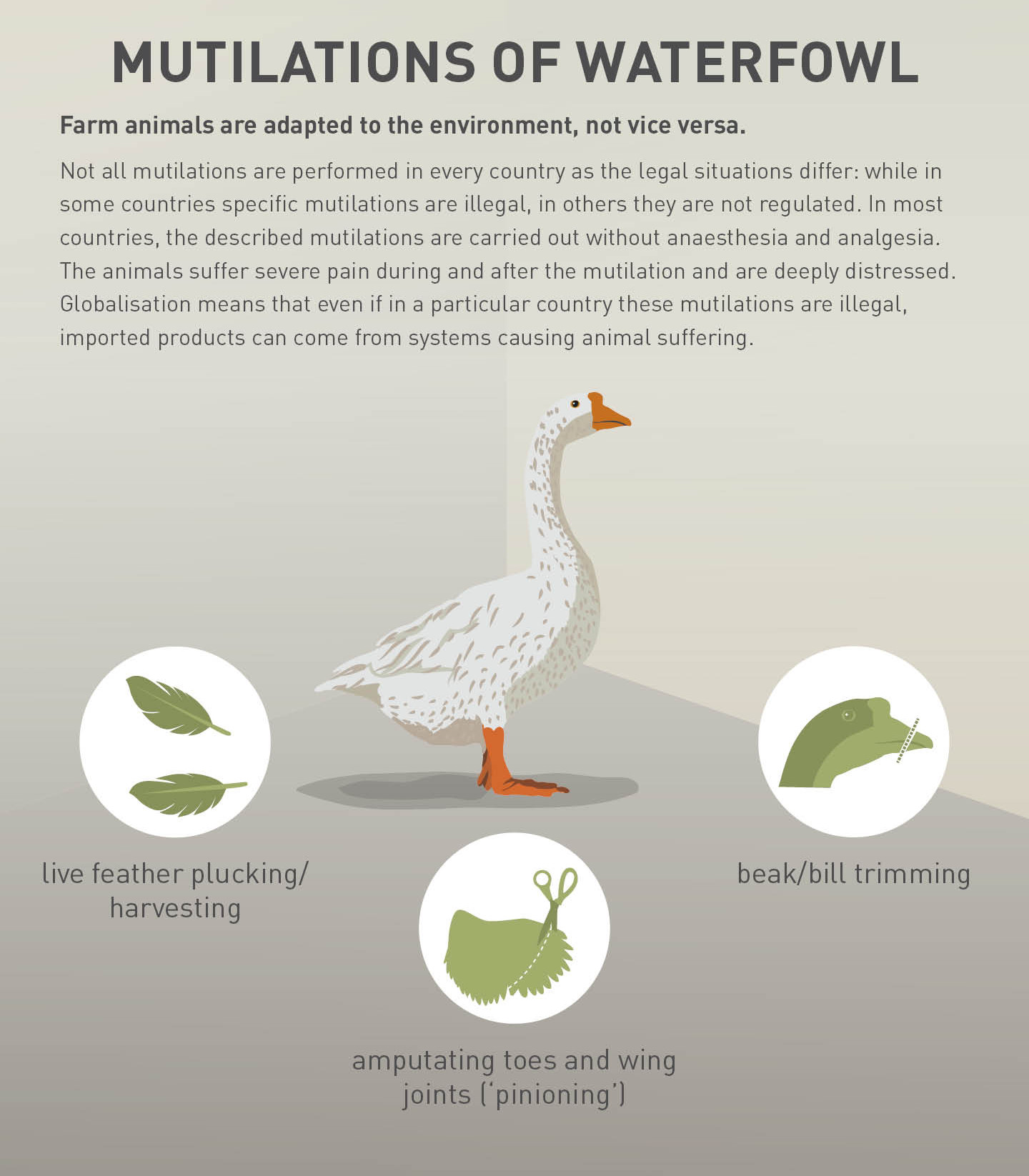 Mutilations on waterfowl Mutilations on waterfowl