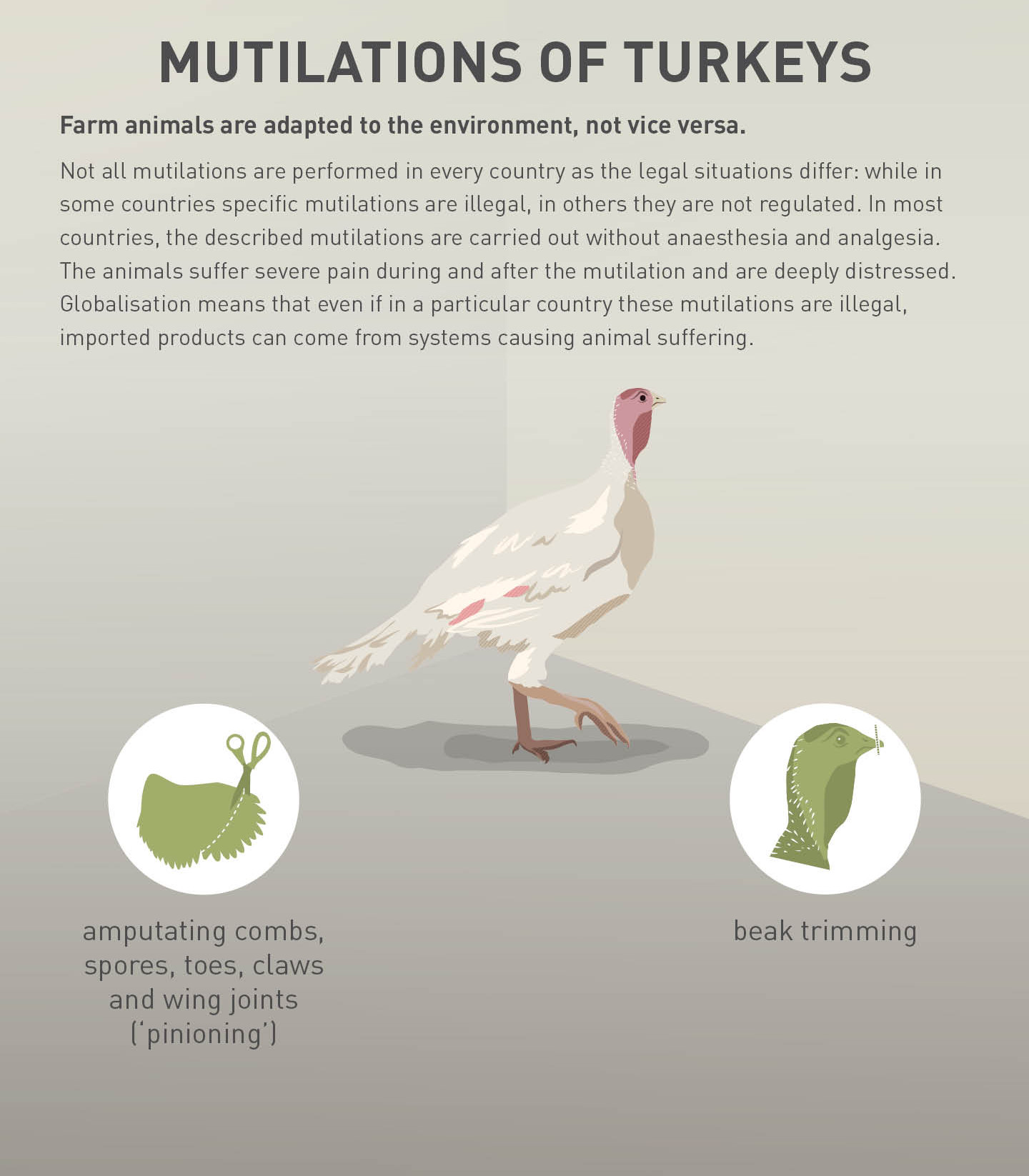 Mutilations of turkeys Mutilations of turkeys