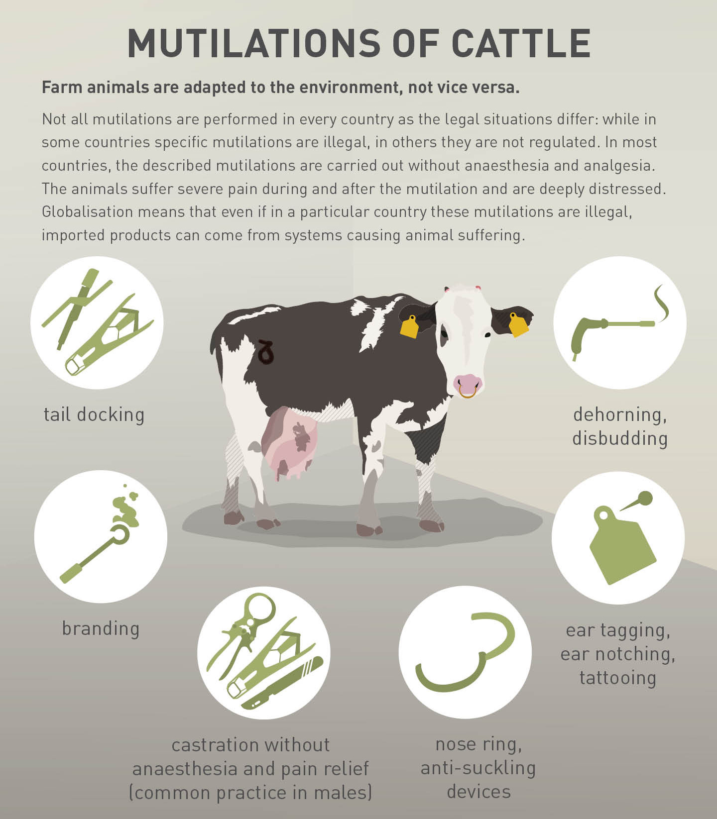 Mutilation of cattle