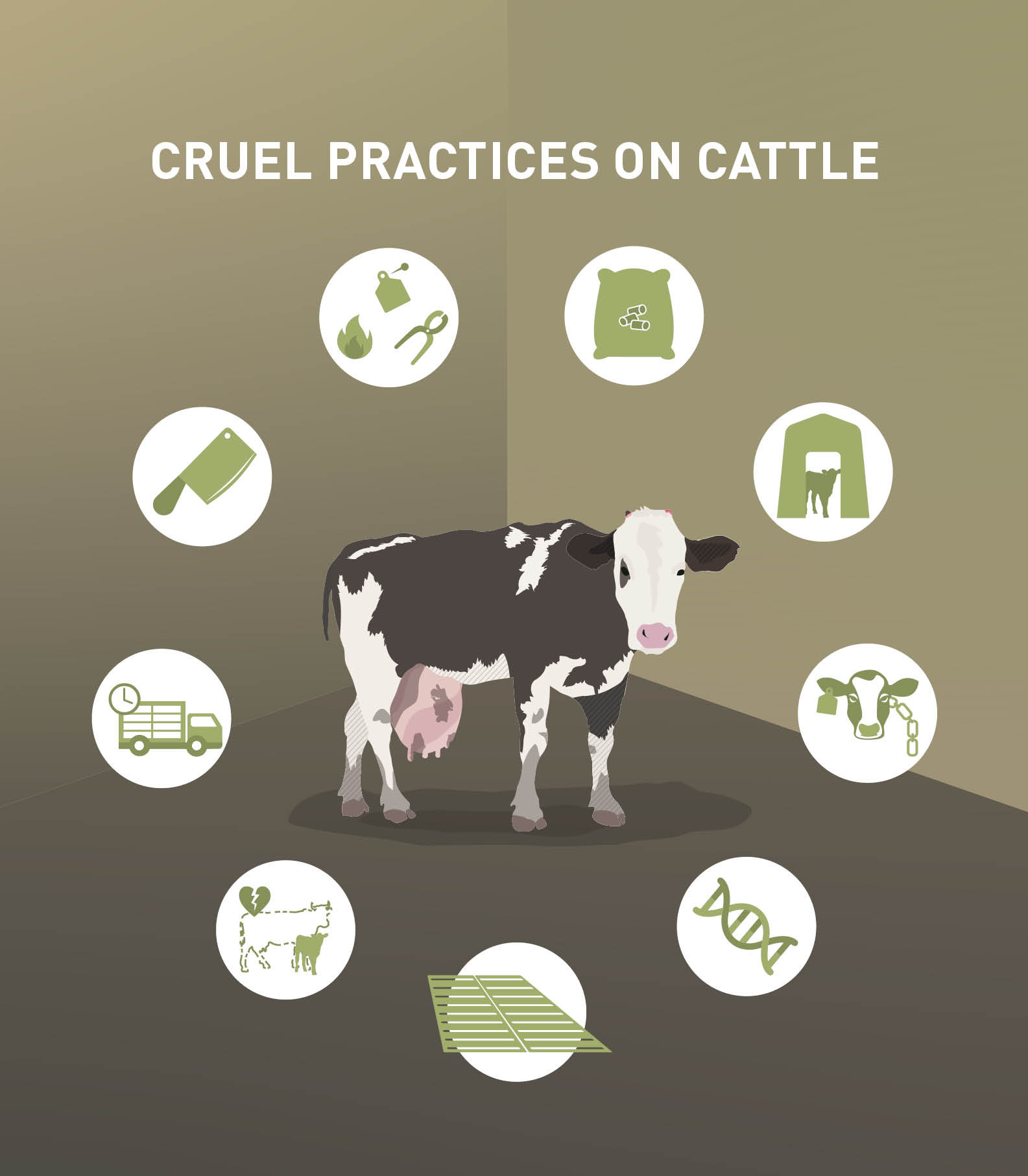 Cruel Practices on Cattle Cruel Practices on Cattle