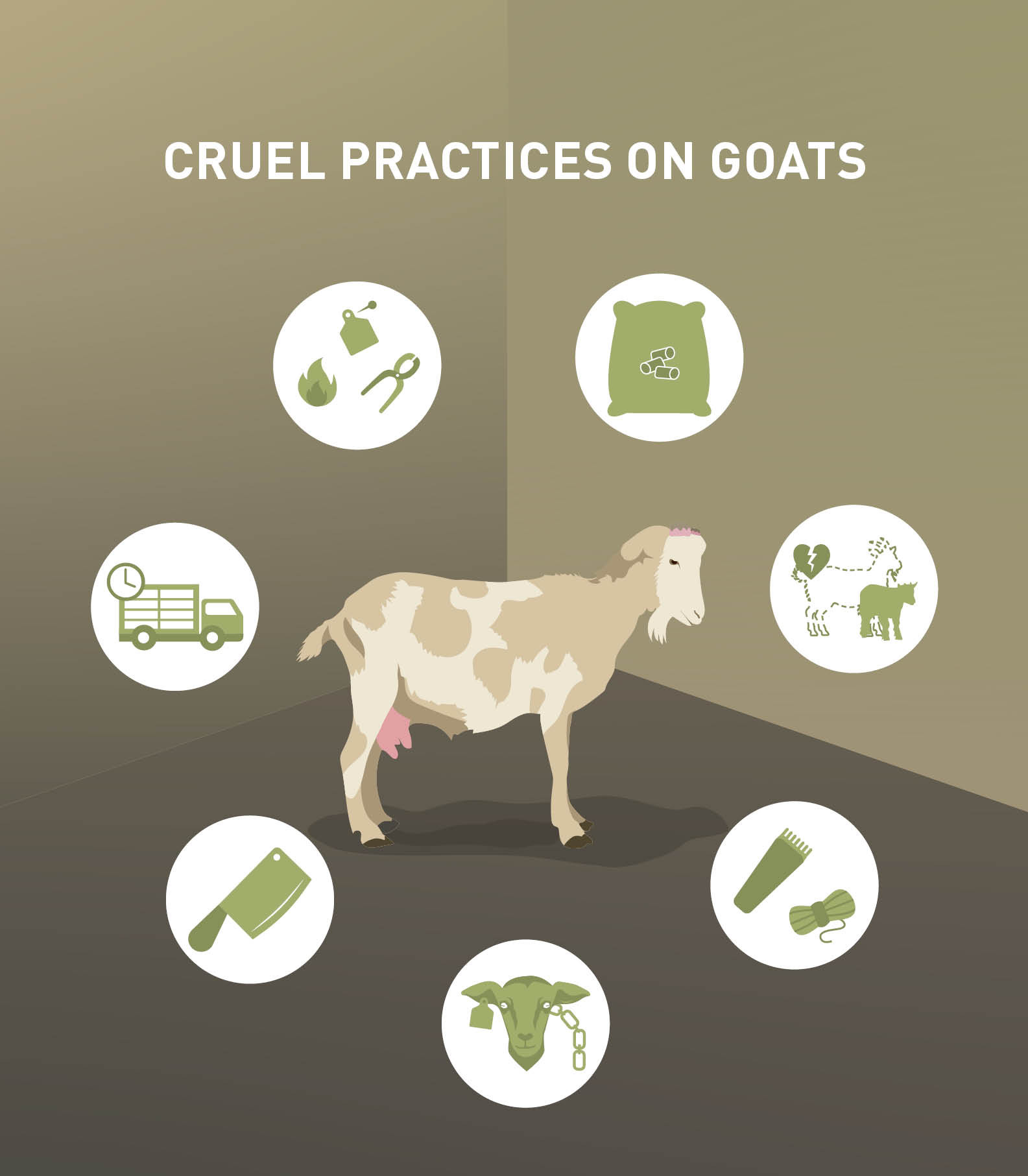 Cruel Practices on goats Cruel Practices on goats