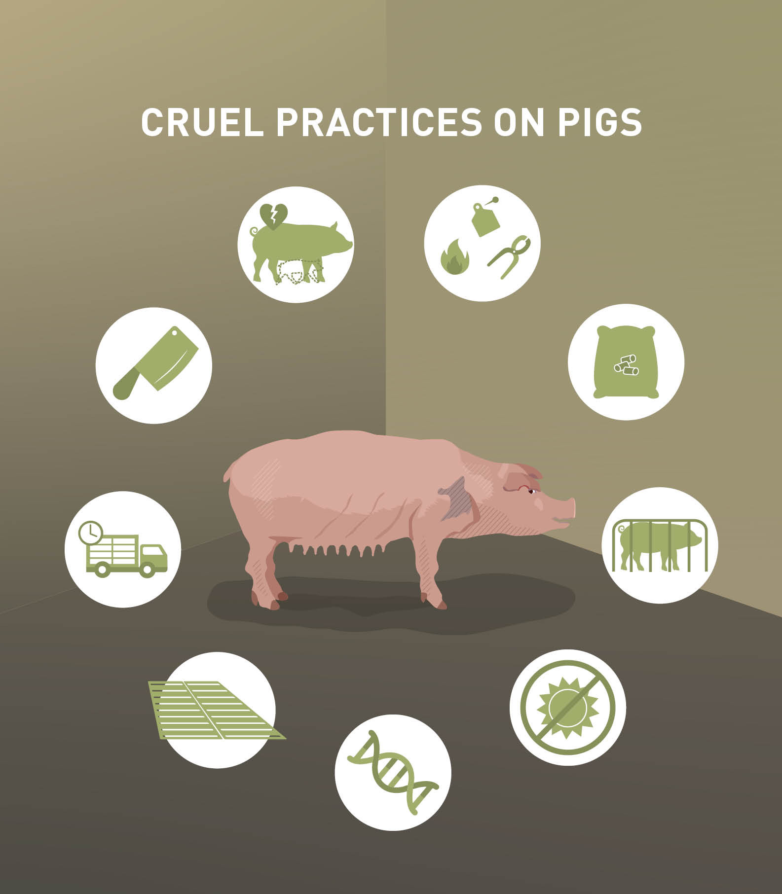 Cruel practices on pigs Cruel practices on pigs