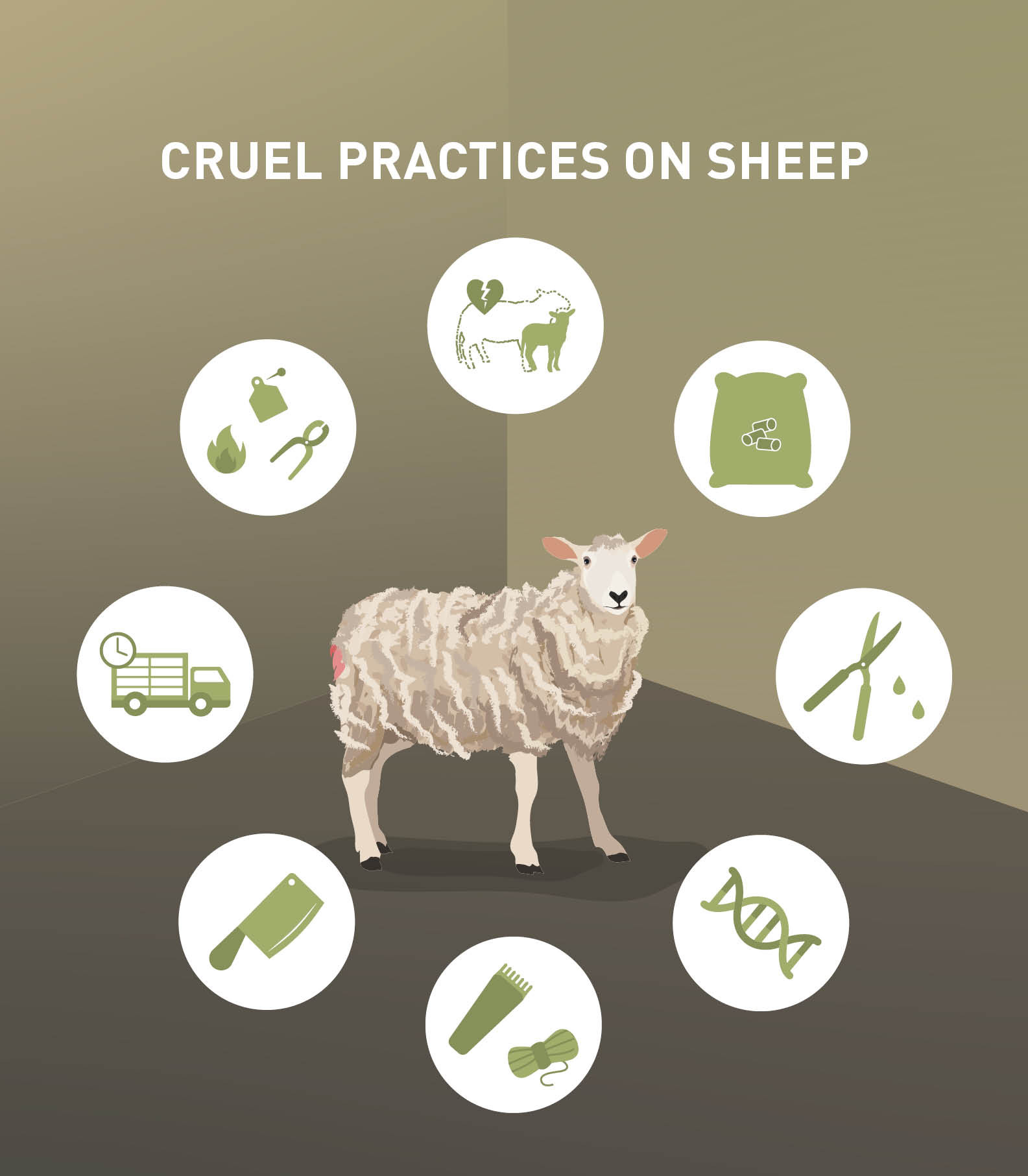 Cruel Practices on Sheep Cruel Practices on Sheep