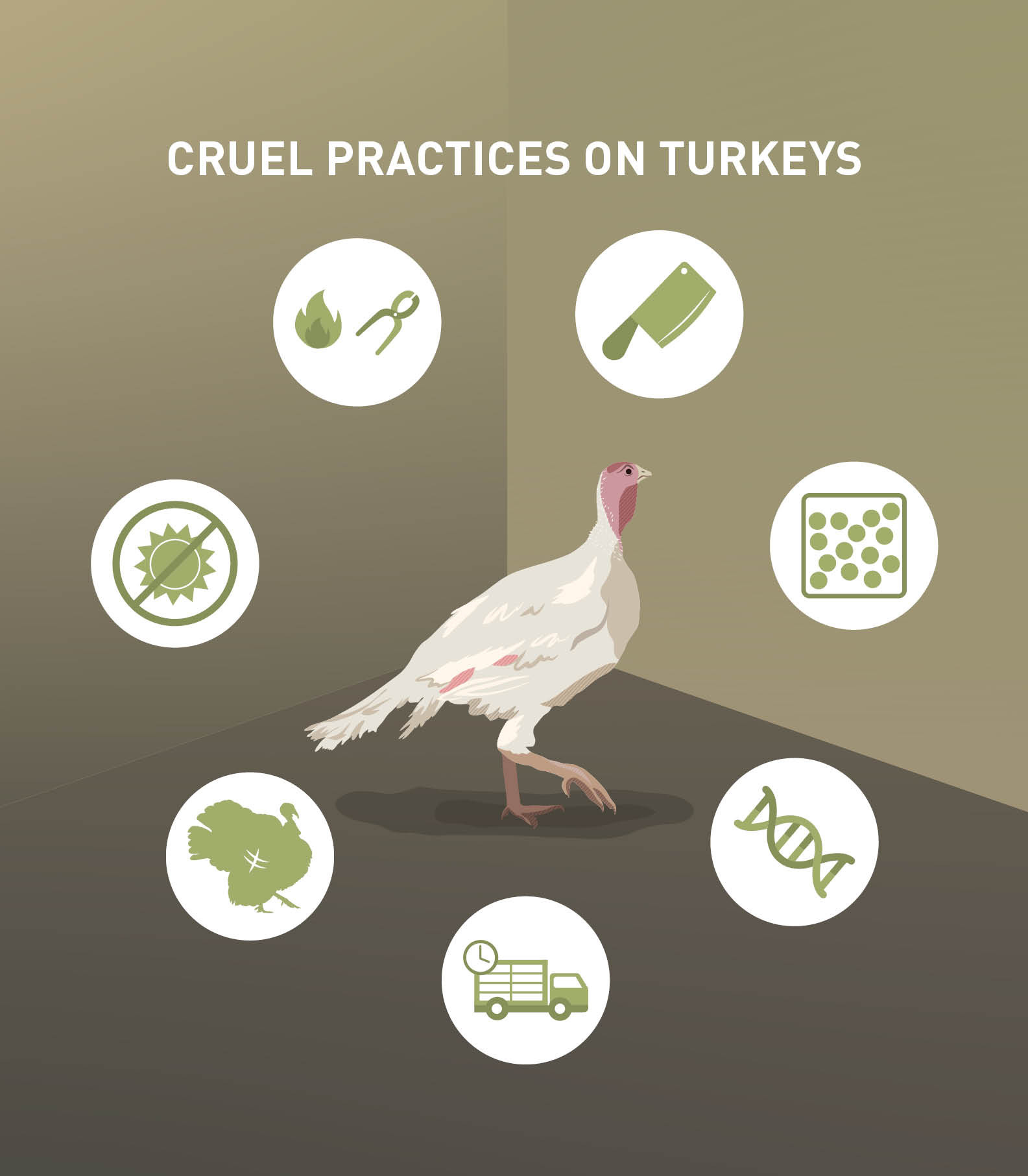 Cruel practices on turkeys Cruel practices on turkeys