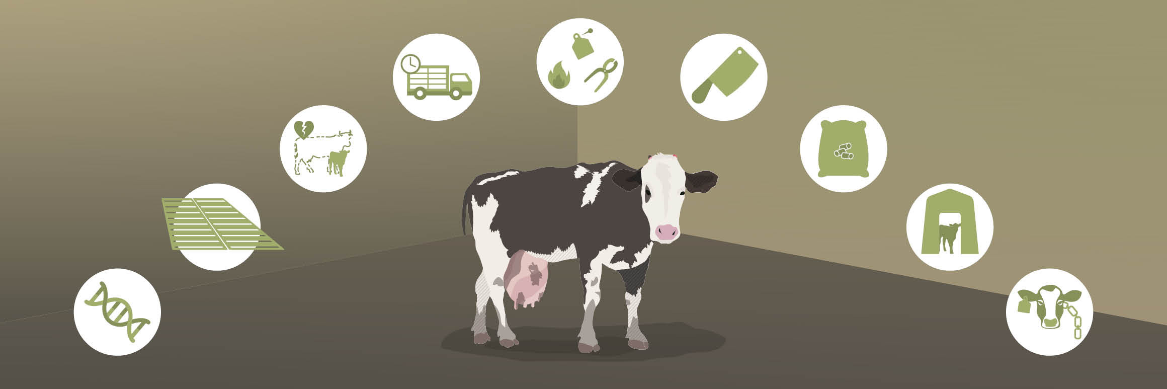Cruel Practices on Cattle Cruel Practices on Cattle