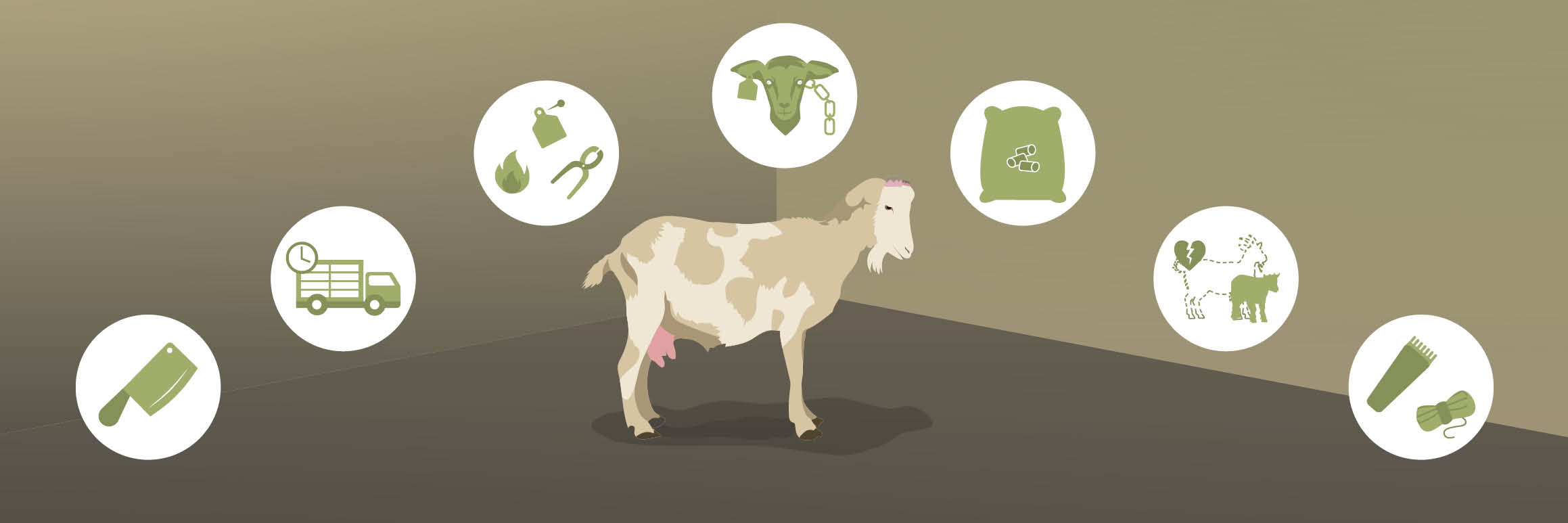 Cruel Practices on Goats Cruel Practices on Goats