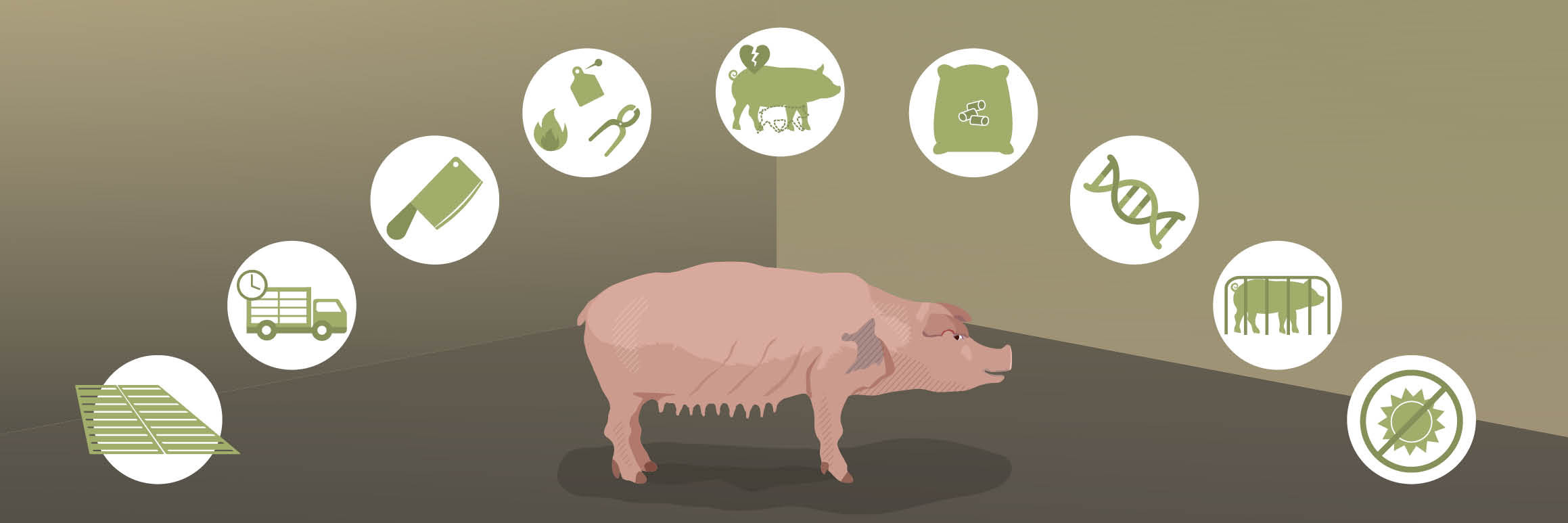 Cruel practices on pigs Cruel practices on pigs