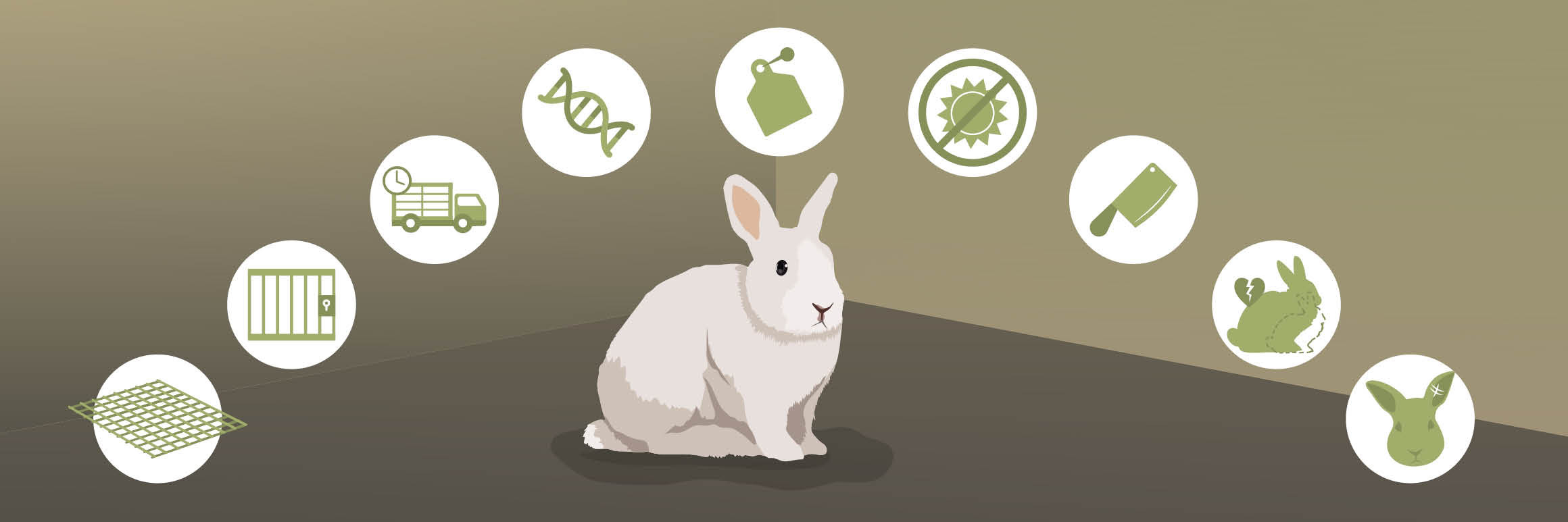 Cruel Practices on Rabbits Cruel Practices on Rabbits