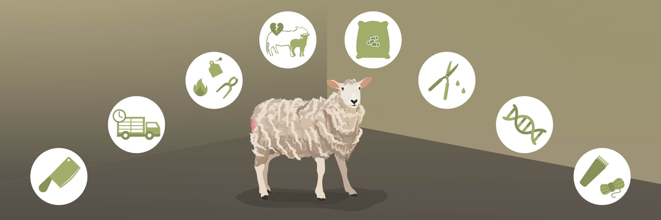 Cruel Practices on Sheep Cruel Practices on Sheep