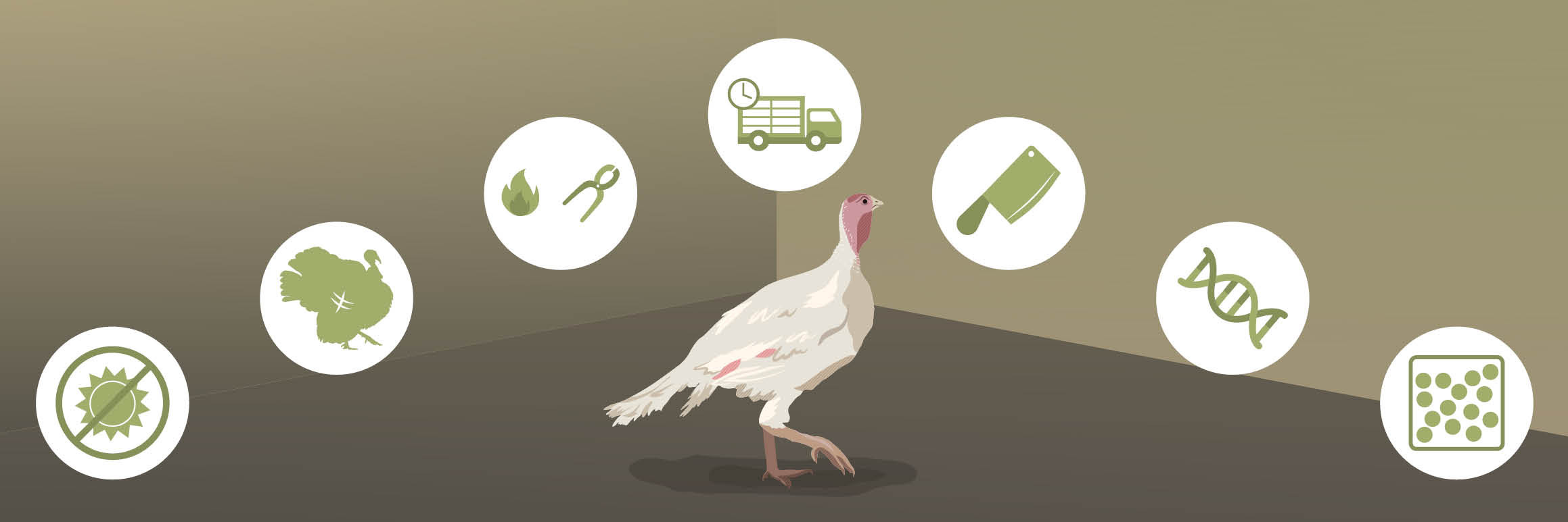 Cruel practices on turkeys Cruel practices on turkeys