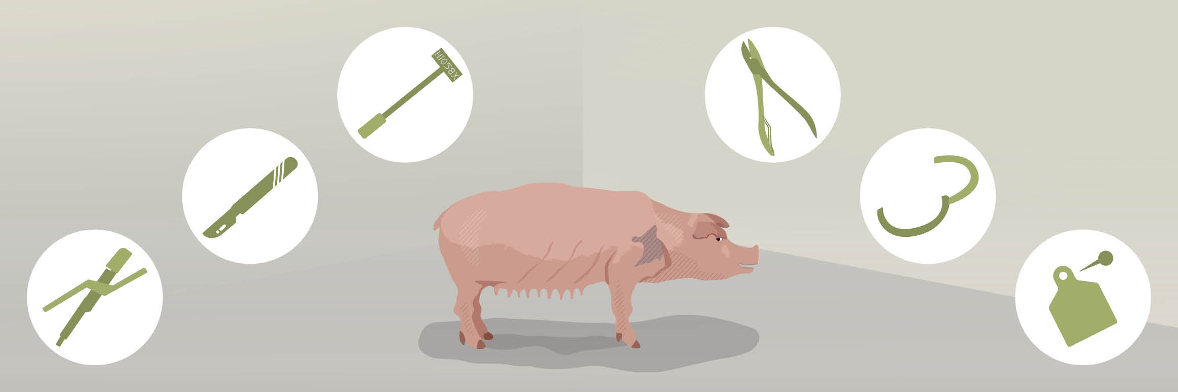 Cruel practices on pigs Cruel practices on pigs