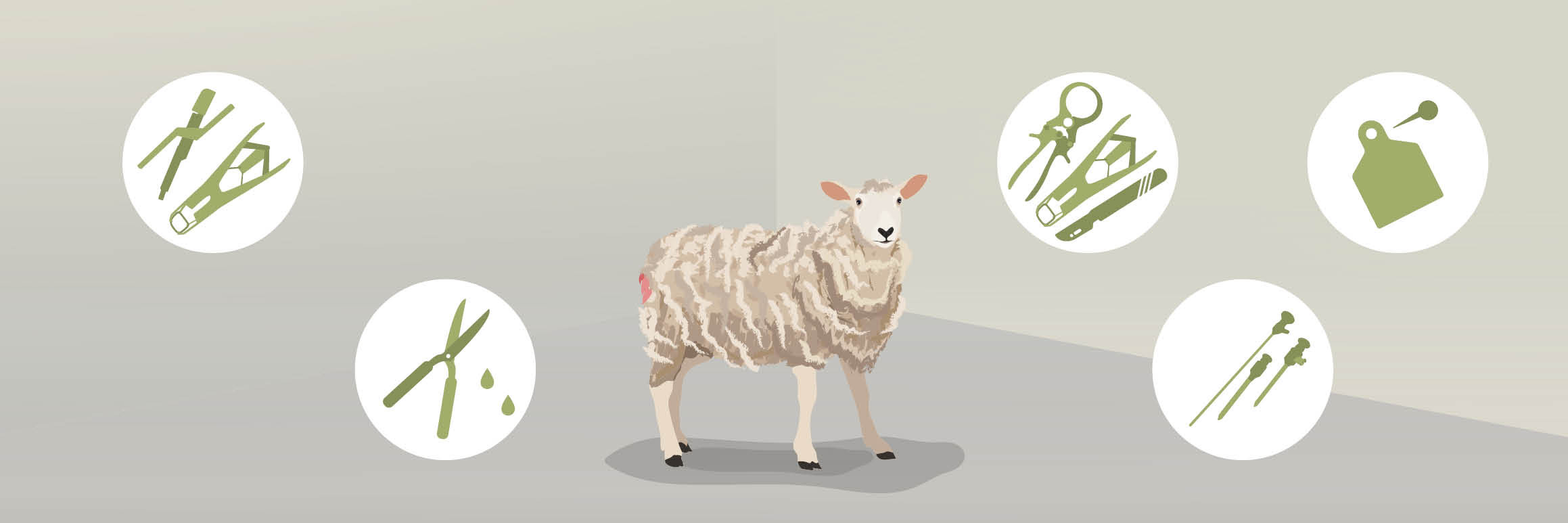 Mutilations of sheep