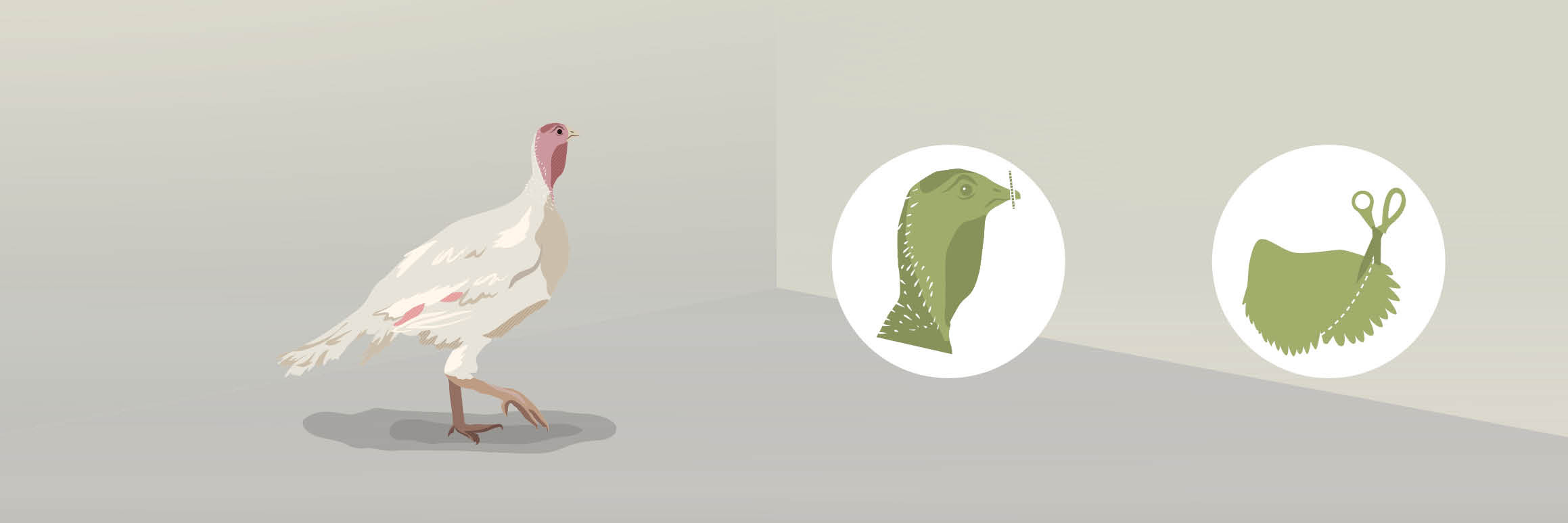 Mutilations of turkeys Mutilations of turkeys