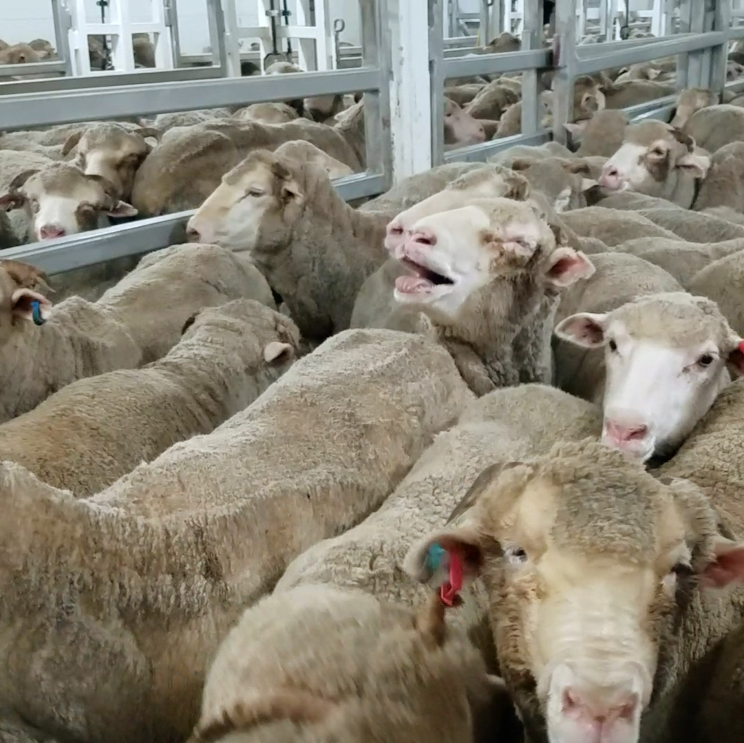 Sheep inside a farm Sheep inside a farm