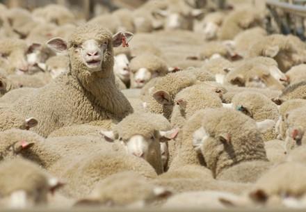 Sheep for wool production within many sheep looking ahead