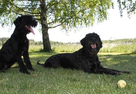 Dogs outside