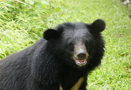 Asiatic black bear outside