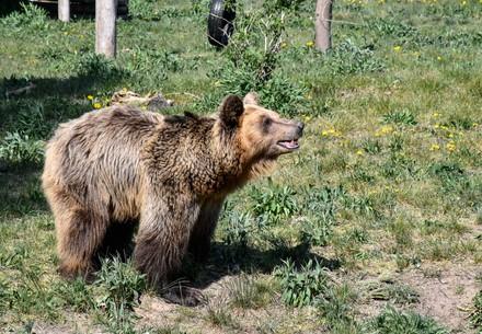 Bear Dushi at BEAR SANCTUARY Müritz