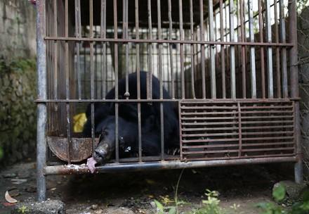 Bear Ben in a tiny cage Bear Ben in a tiny cage