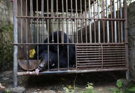 Bear behind bars