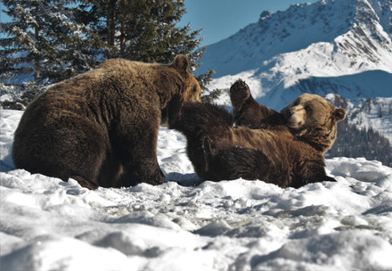 Happy Valentine's Day from our Sanctuaries! Bear Ema at BEAR SANCTUARY Prishtina