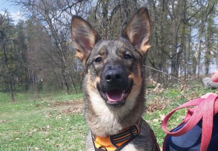 Therapy dog Busia Therapy dog Busia