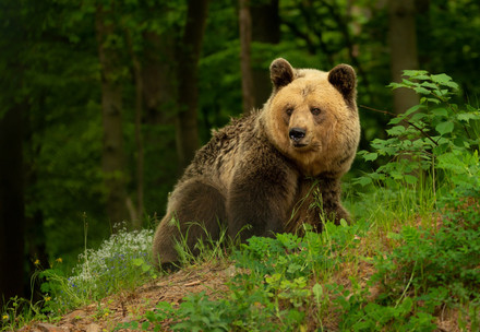 Bear Dushi