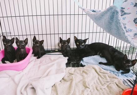 Rescue Cat Shuri and Babies Cat Shuri and her babies