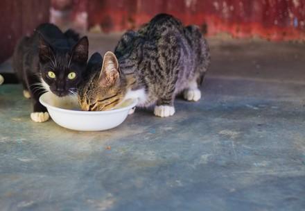 Cats drinking