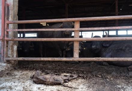 Suffering Buffalo calf