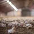 Chickens in factory farming Chickens in factory farming