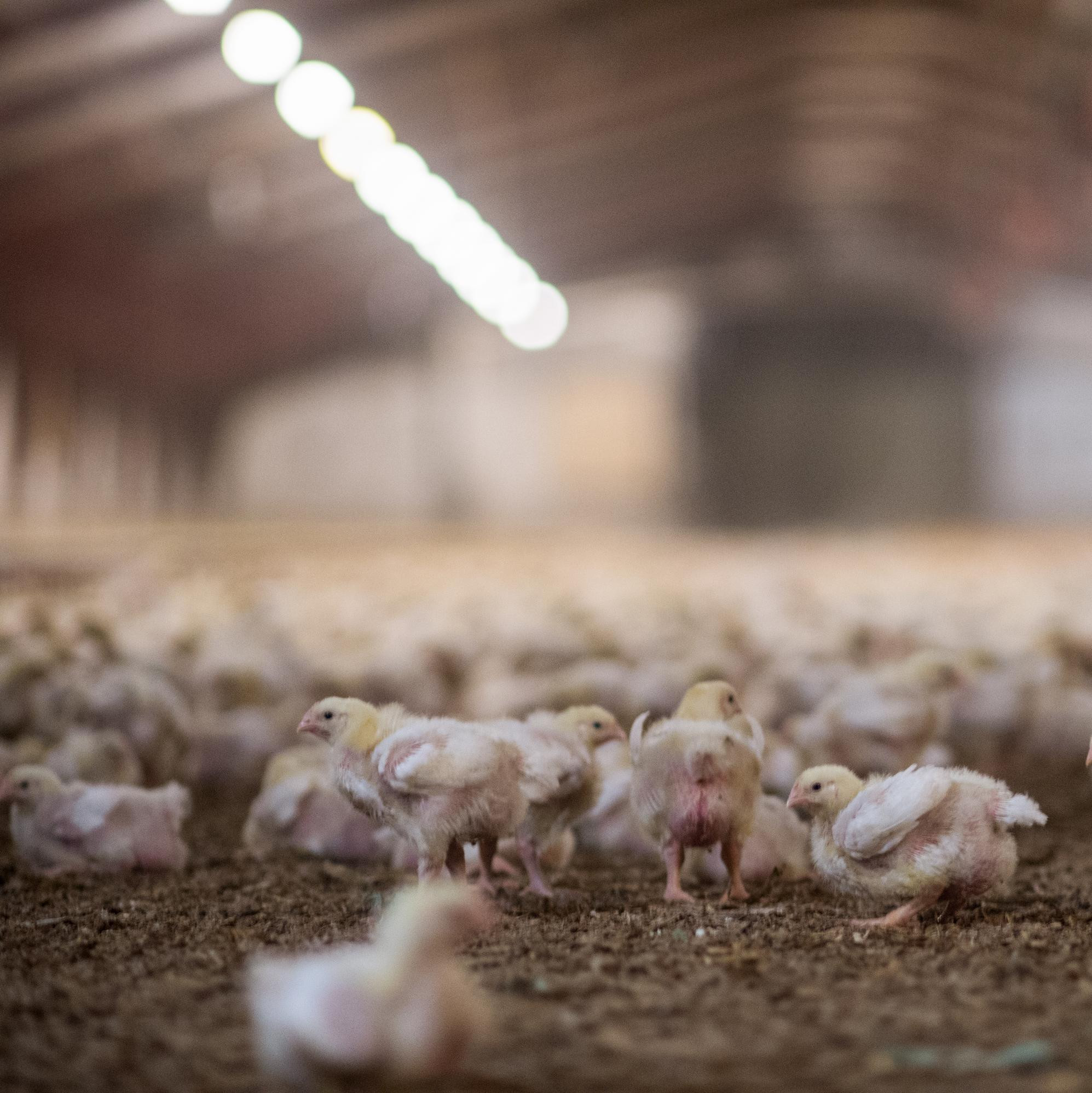Chickens in factory farming Chickens in factory farming