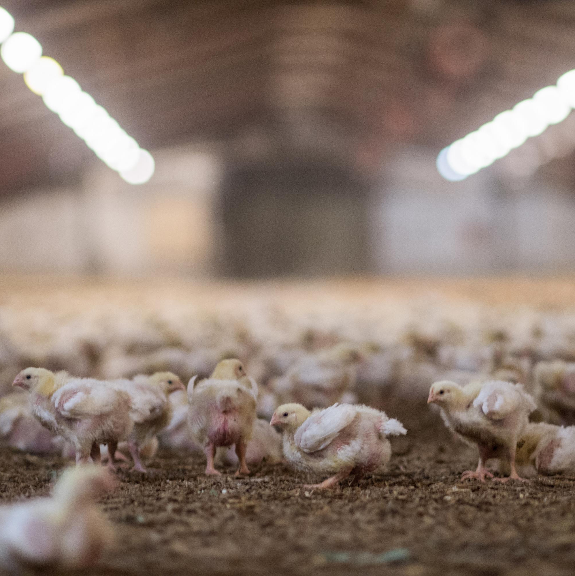 Young chickens in factory farming Young chickens in factory farming