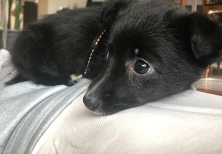 Chico