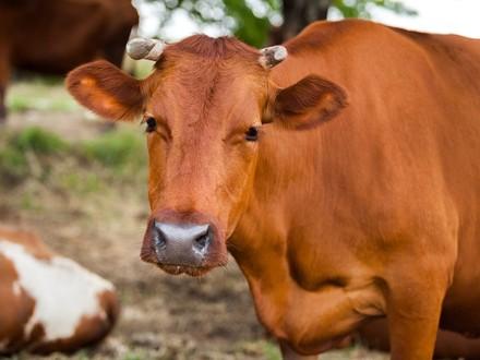 Brown cow