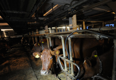 Beef cattle indoors on farm